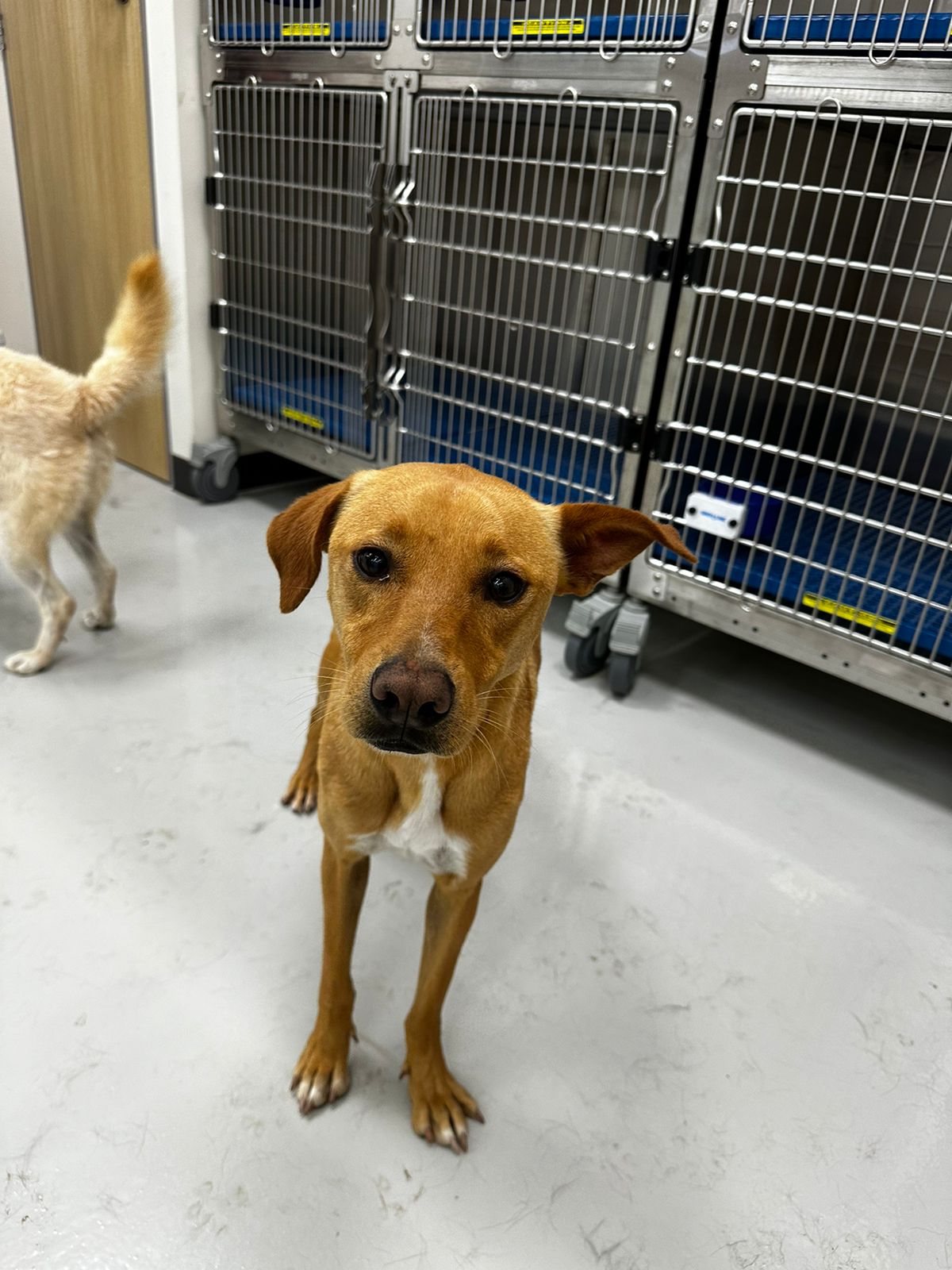 Pots, Adoptable, Adult Female Carolina Dog & Labrador Retriever.