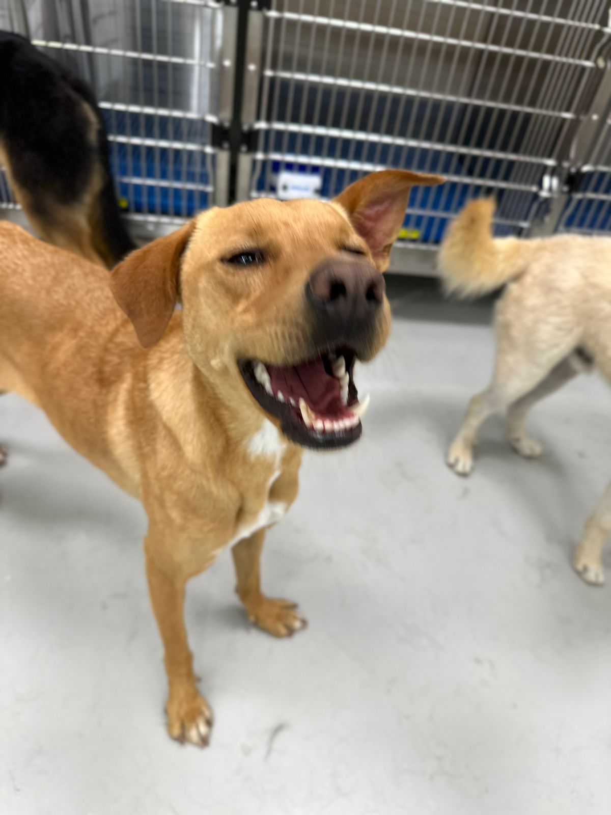 Pots, a Adoptable mixed breed in Tijuana, BCN image 3/4