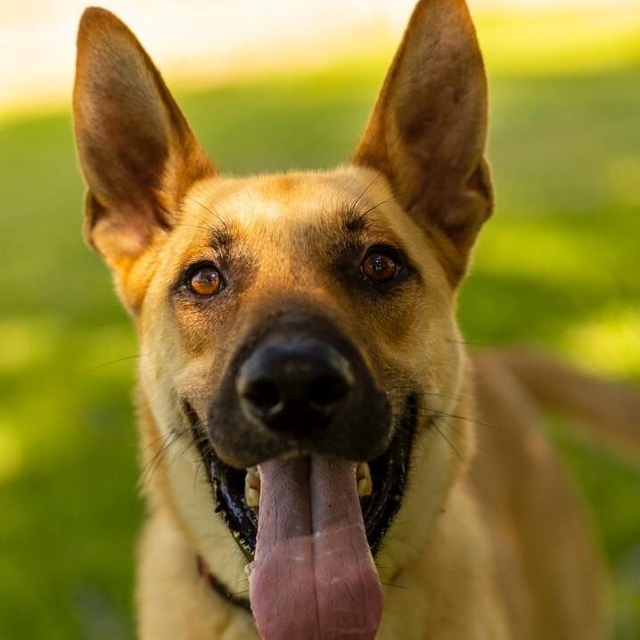 Dog for adoption - Calhoun English, a German Shepherd Dog Mix in ...
