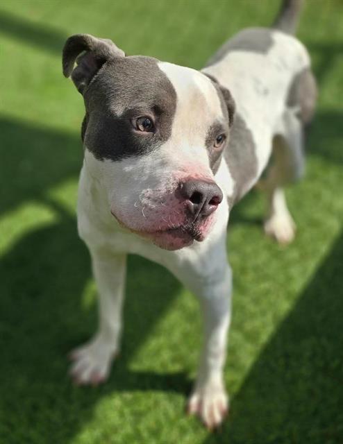 MINTY, Adoptable, Adult Male Mixed Breed.
