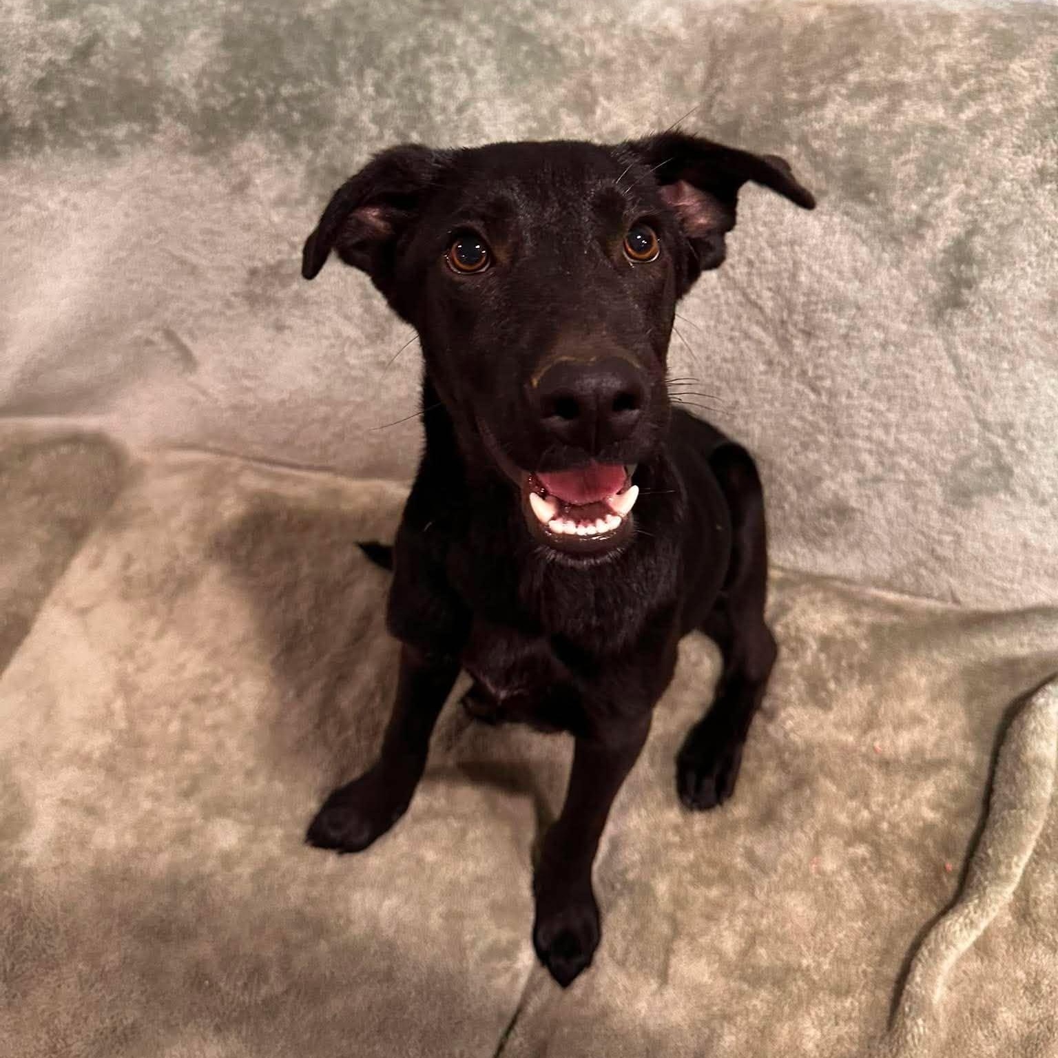 Enlarge Anakin "HERE IN NH", an adopted Mixed Breed in Northwood, NH image 3/6