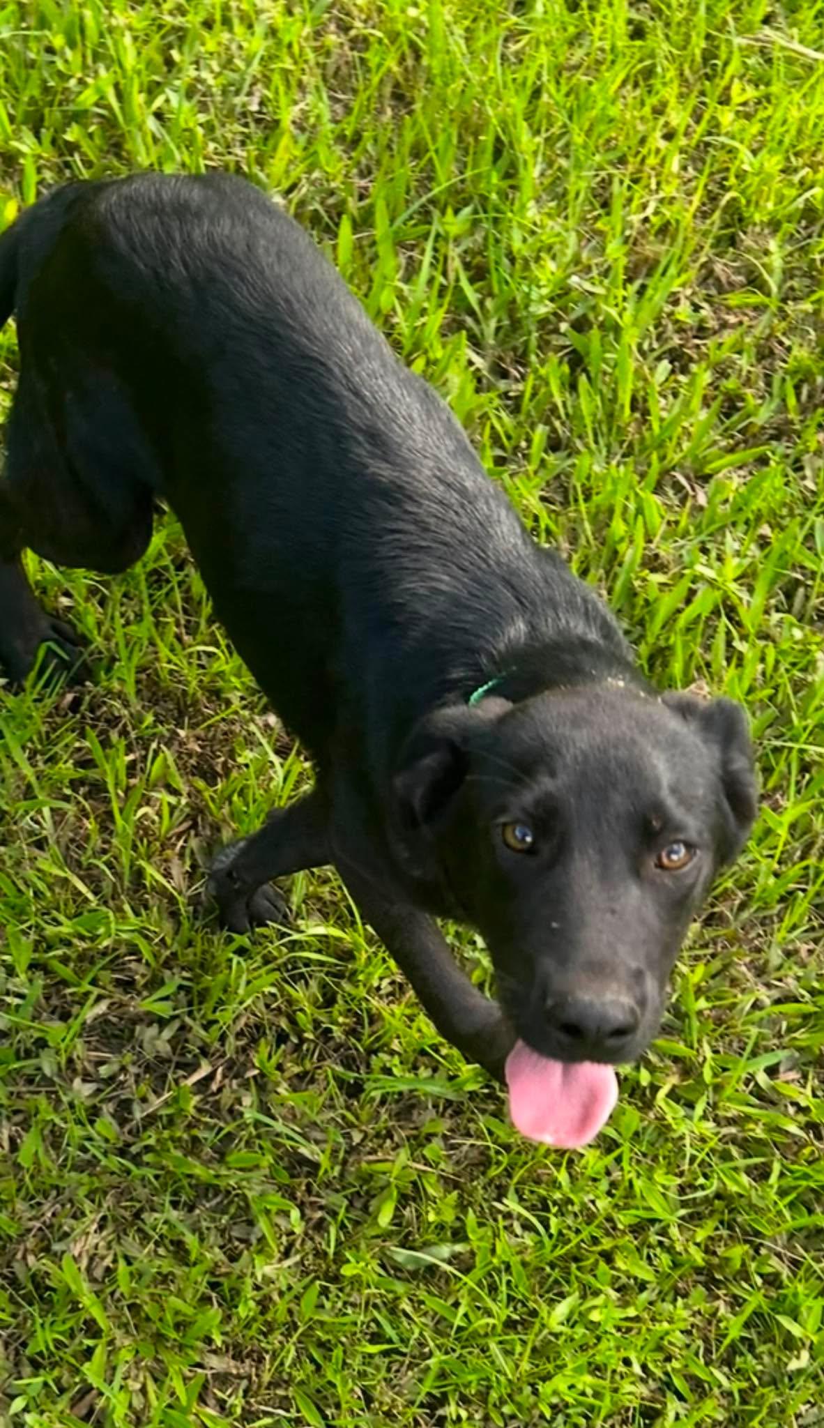 Enlarge Anakin "HERE IN NH", an adopted Mixed Breed in Northwood, NH image 5/6