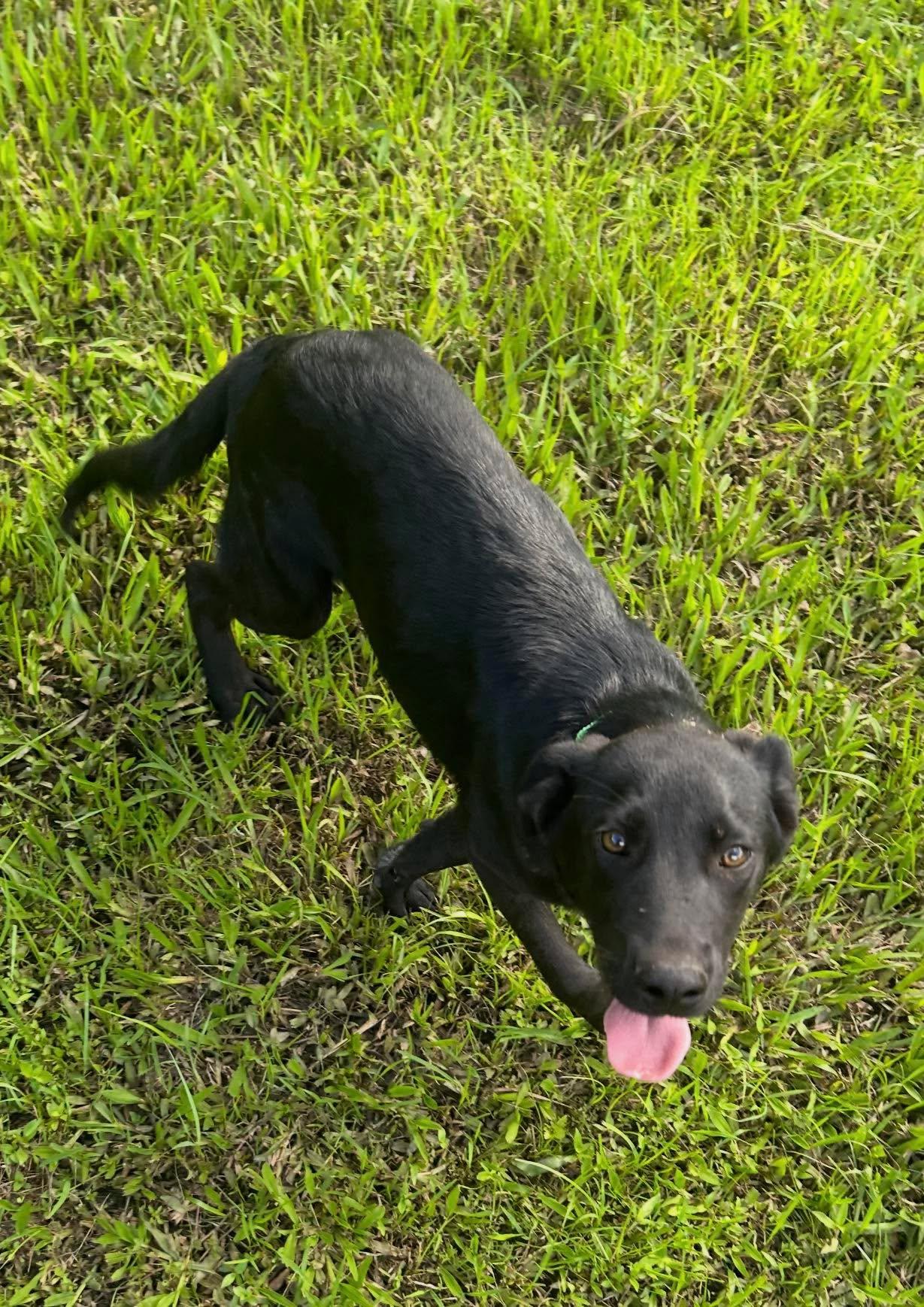 Anakin, ADOPTABLE, Puppy Male Mixed Breed.