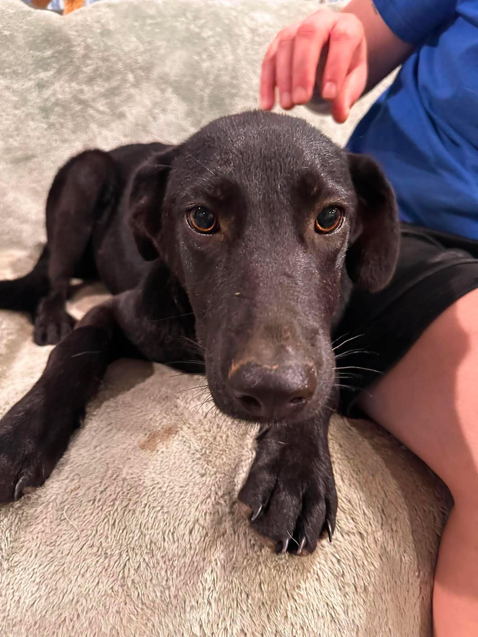 Enlarge Anakin "HERE IN NH", an adopted Mixed Breed in Northwood, NH image 4/6