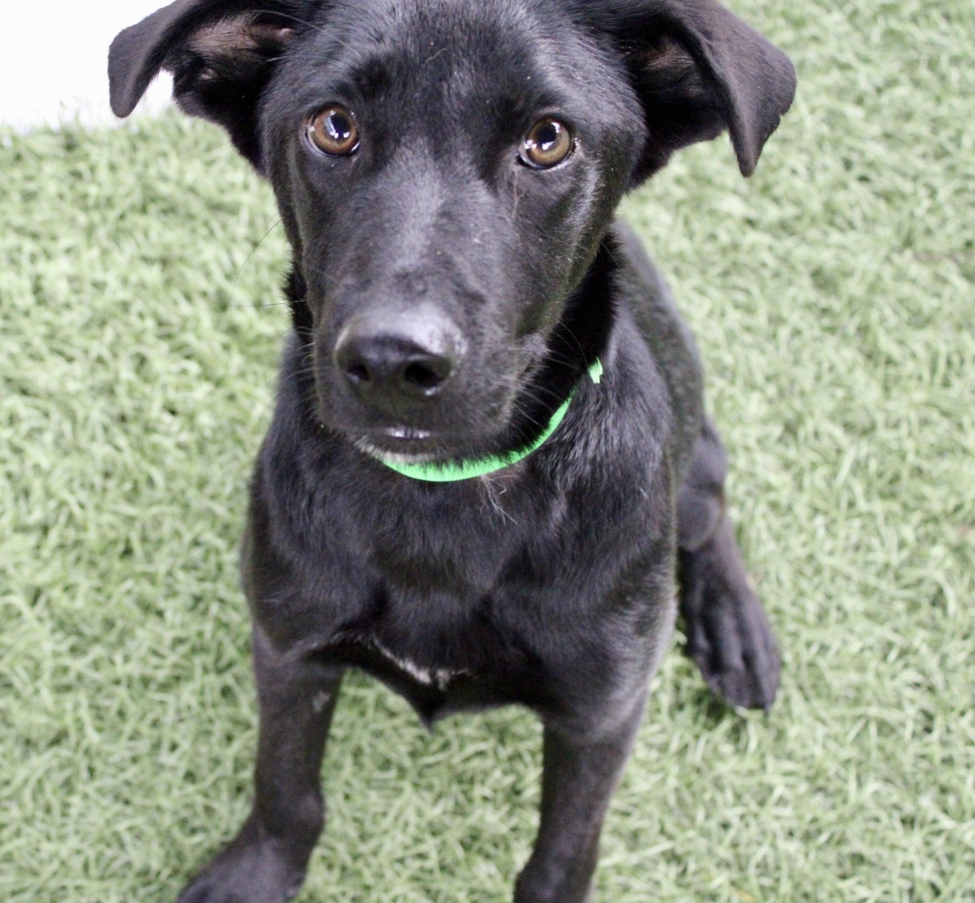 Enlarge Anakin "HERE IN NH", an adopted Mixed Breed in Northwood, NH image 1/6