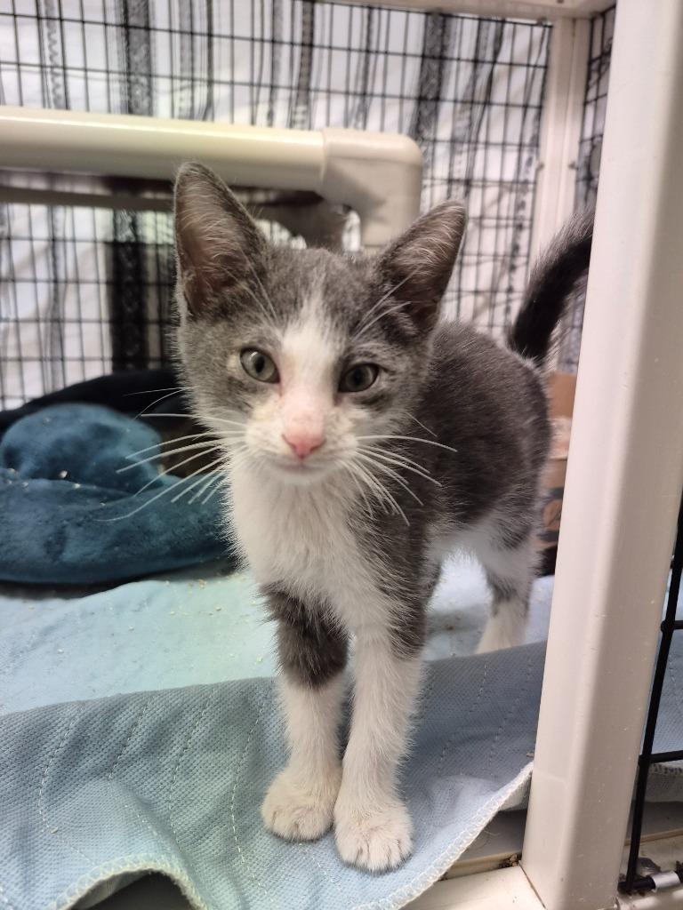 Garnet, Adoptable, Kitten Male Domestic Short Hair.