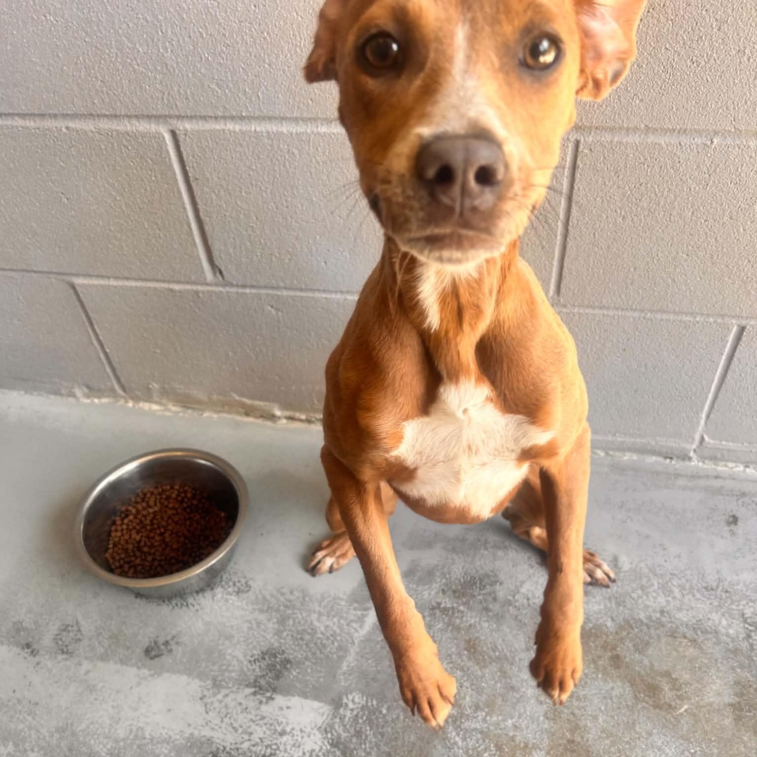 Enlarge Twiggy, a ADOPTABLE mixed breed in Bishopville, SC image 1/1