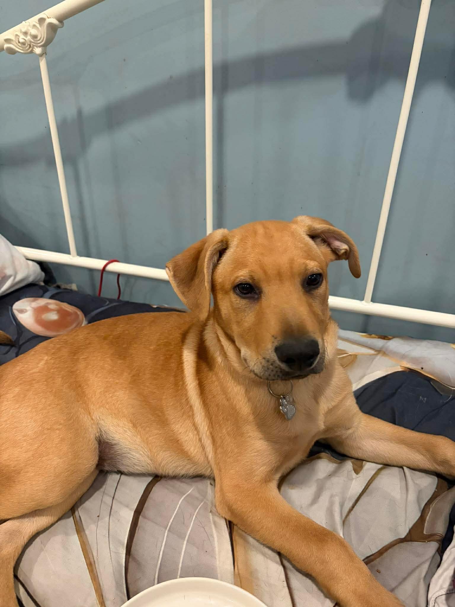 Rex, Adoptable, Puppy Male Labrador Retriever.