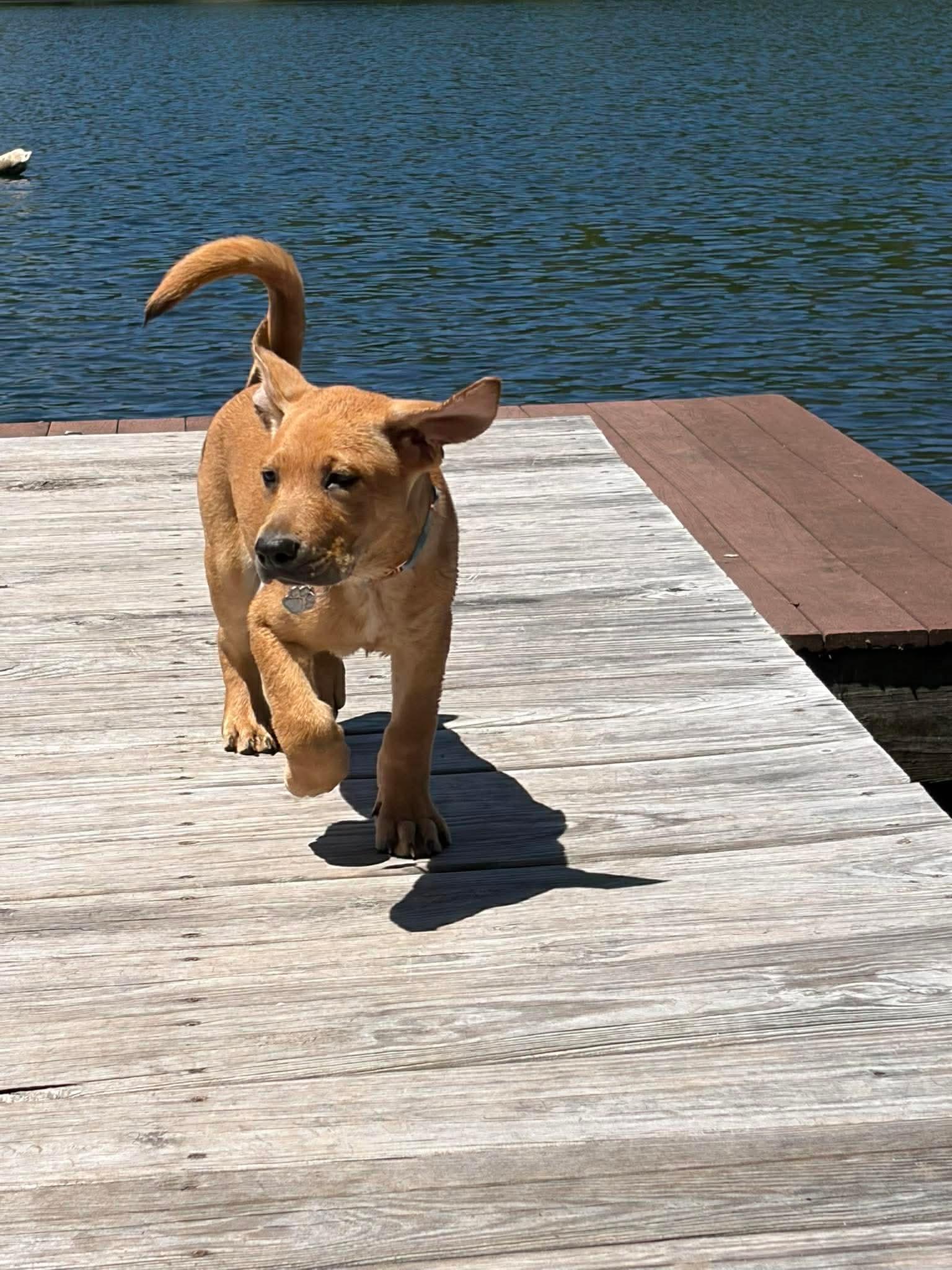 Rex, a Adoptable mixed breed in Lancaster, MA image 3/6