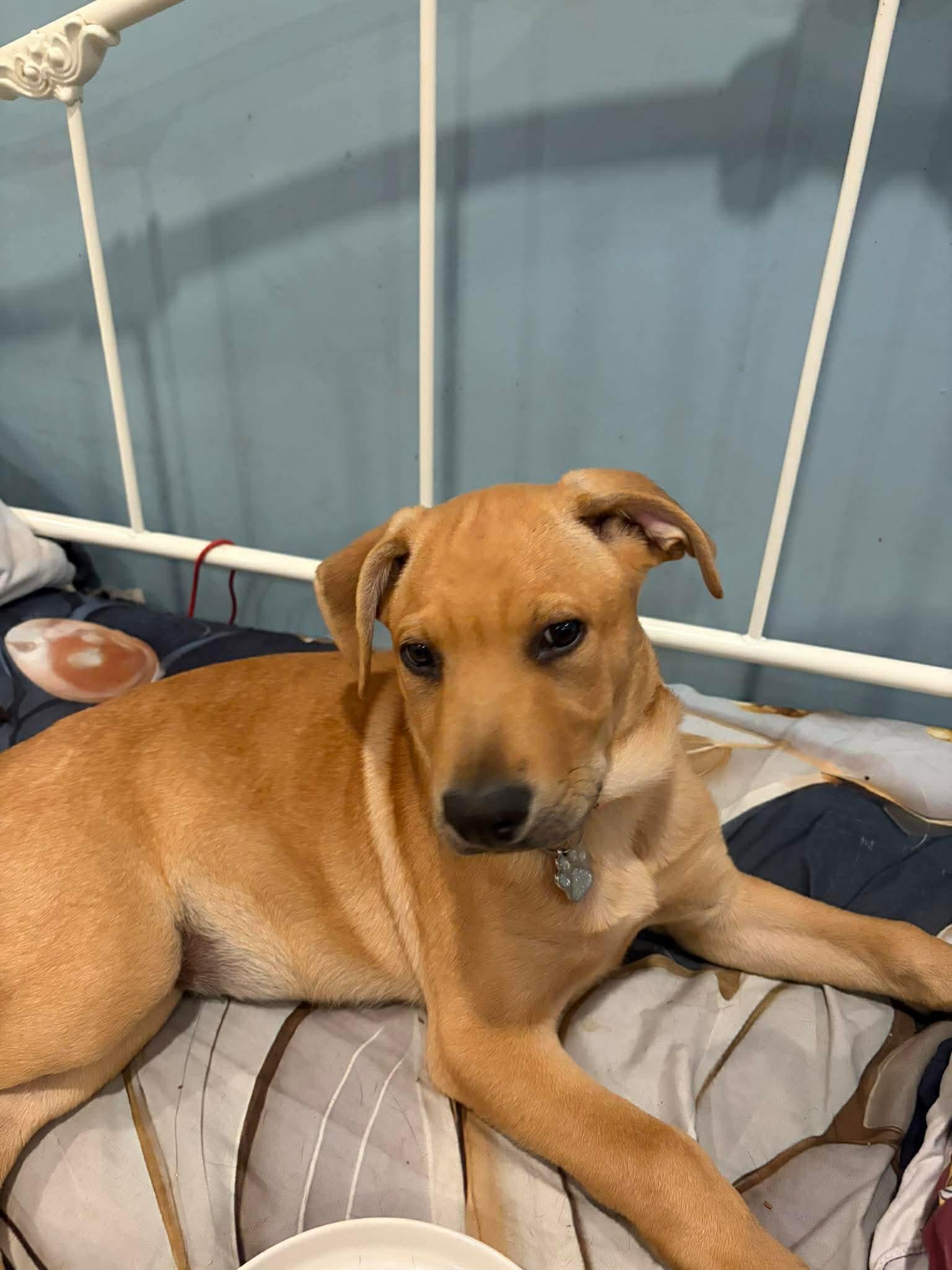 Rex, a Adoptable mixed breed in Lancaster, MA image 5/6