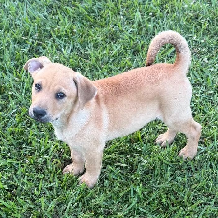 Rex, a Adoptable mixed breed in Lancaster, MA image 2/6