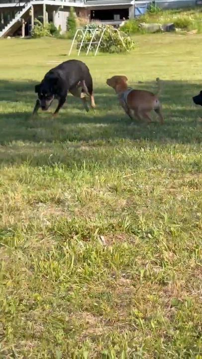 Enlarge Rex, a Adoptable mixed breed in Lancaster, MA video 6/6