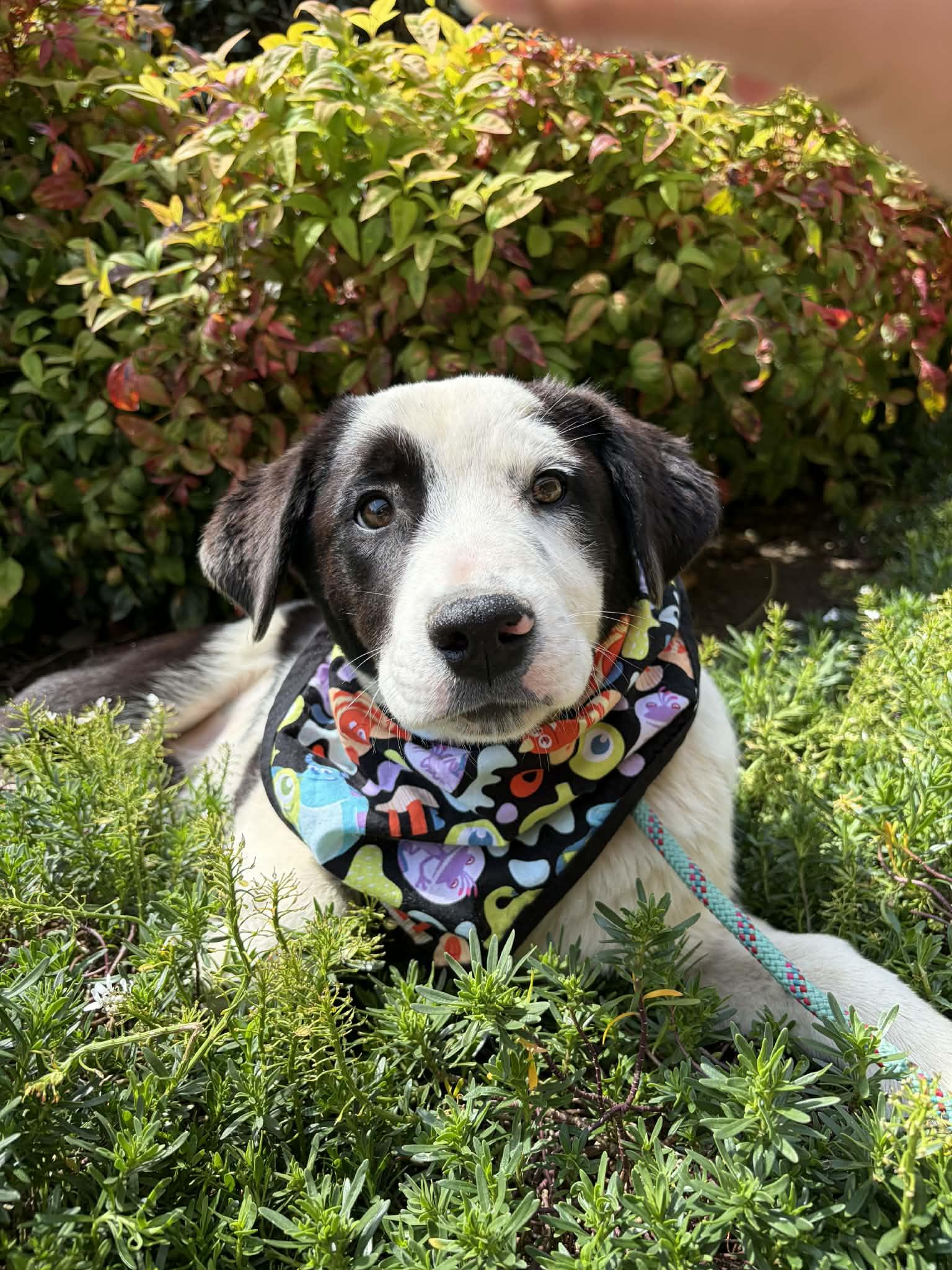 Orbitti, ADOPTABLE, Puppy Male Australian Shepherd.