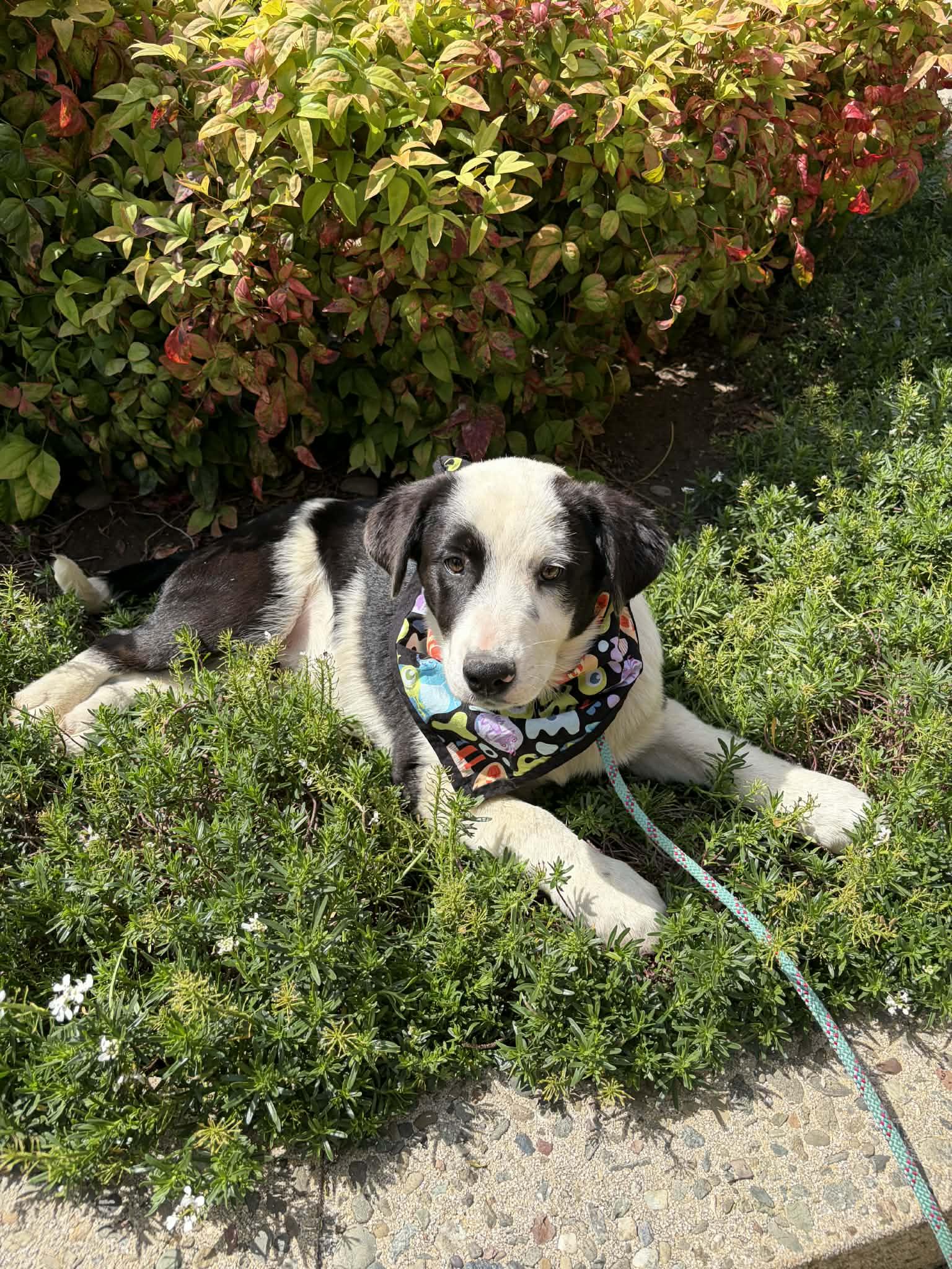 Enlarge Orbitti, a ADOPTABLE mixed breed in San Jose, CA image 4/4