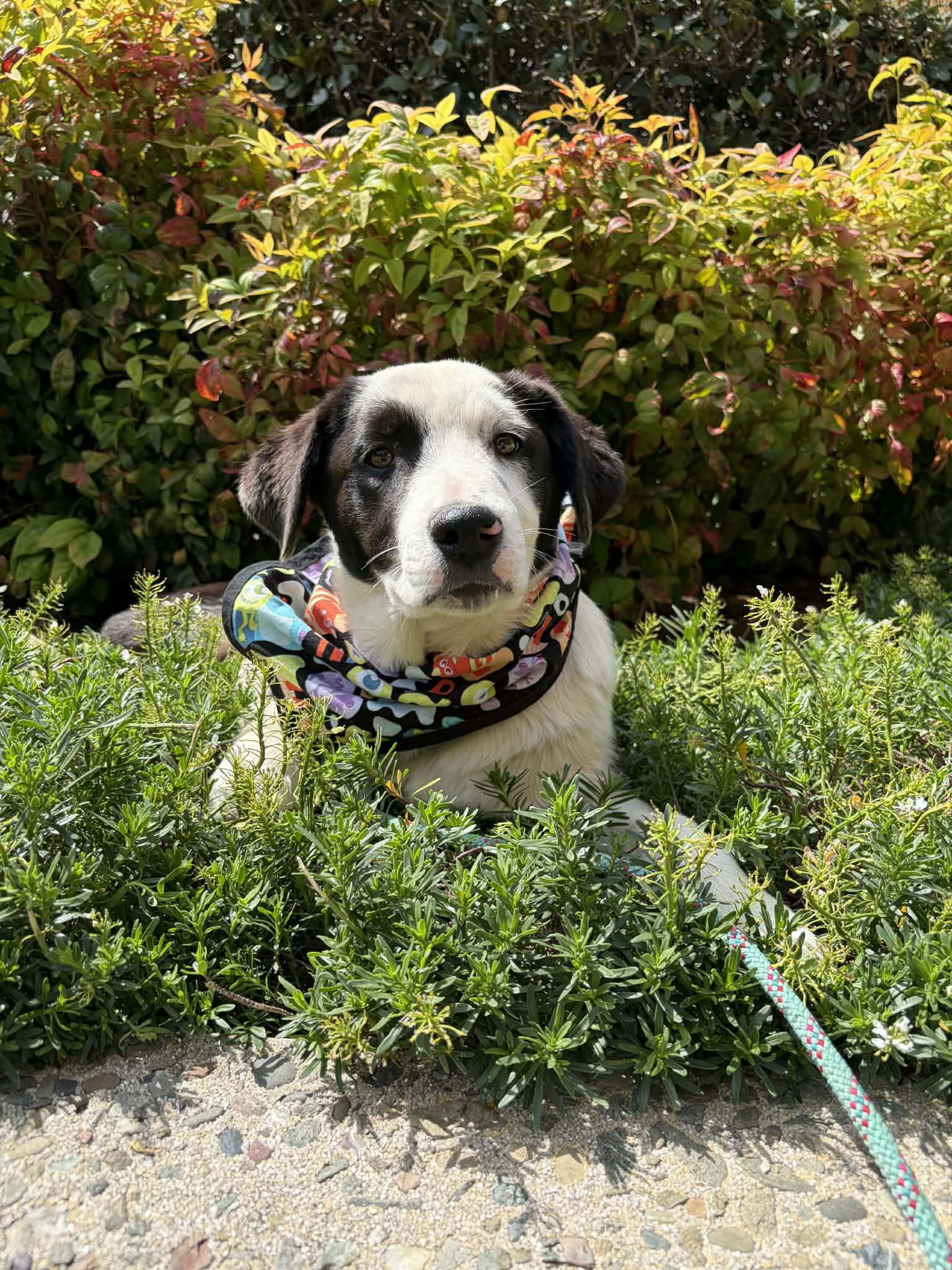 Enlarge Orbitti, a ADOPTABLE mixed breed in San Jose, CA image 3/4