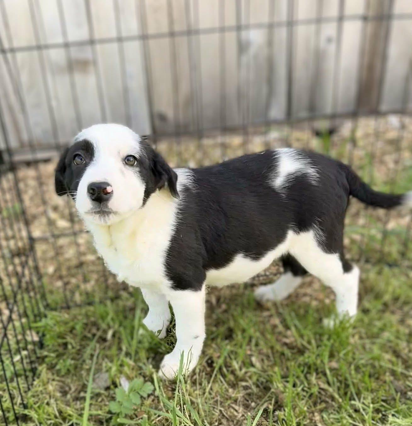 Enlarge Orbitti, a ADOPTABLE mixed breed in San Jose, CA image 2/4