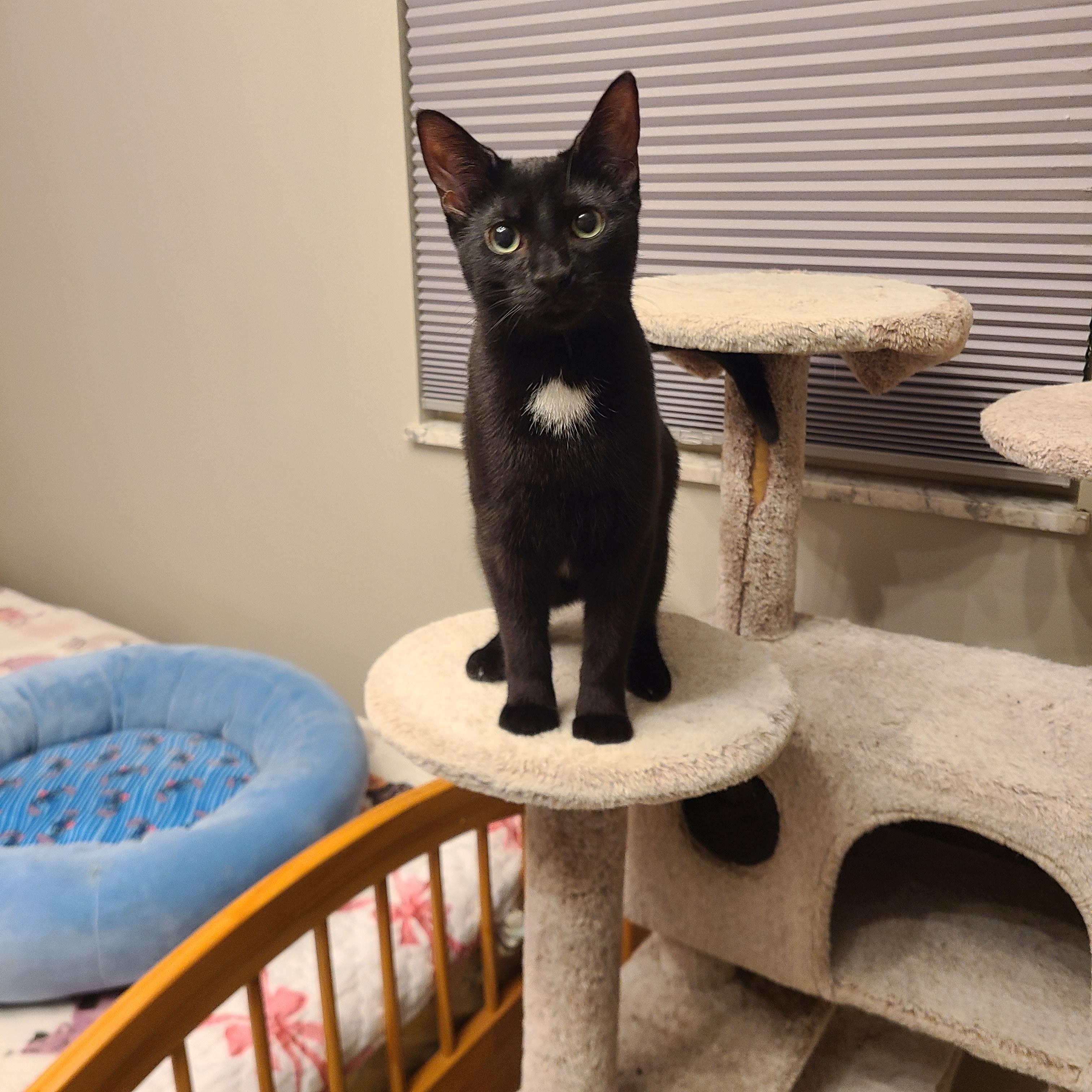 Enlarge Precious, a Adoptable Domestic Short Hair in Lewis Center, OH image 1/5