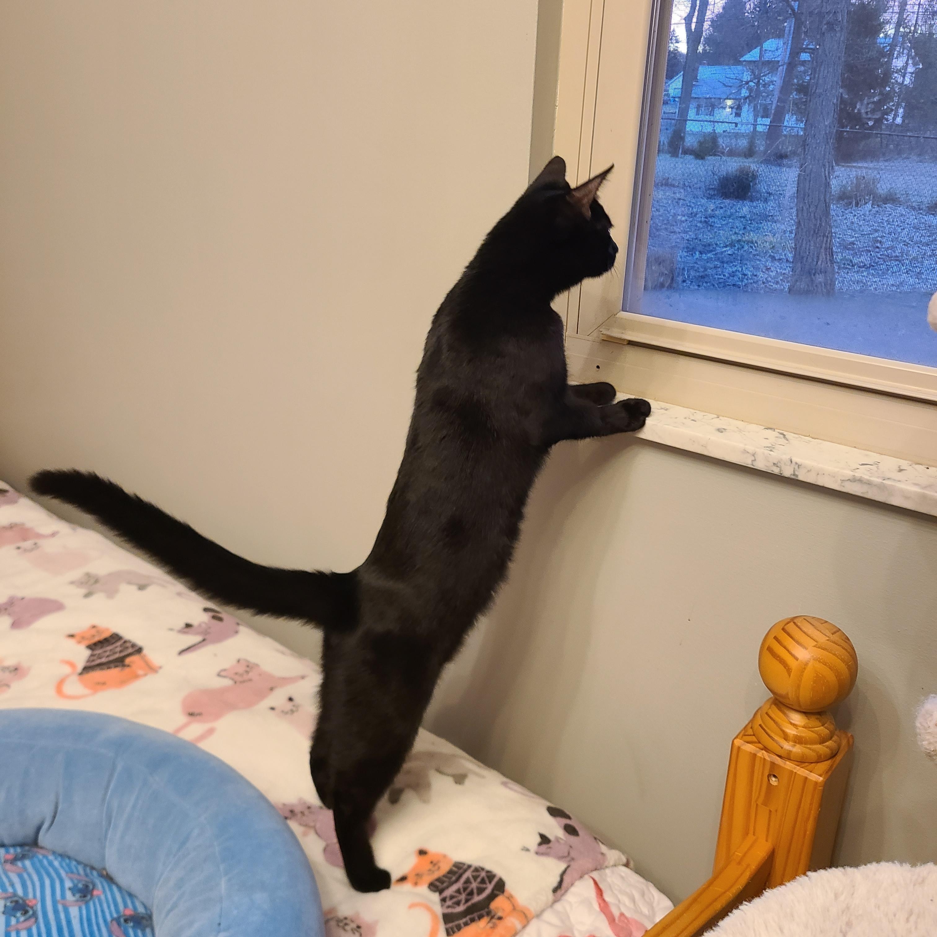 Enlarge Precious, a Adoptable Domestic Short Hair in Lewis Center, OH image 2/5