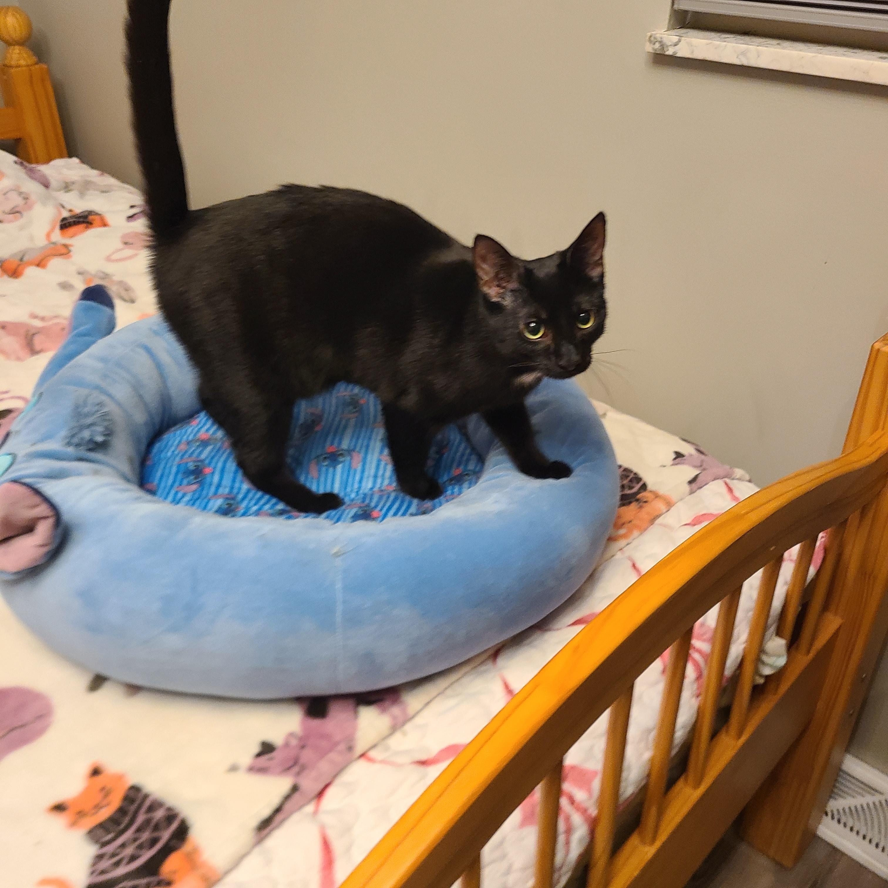 Enlarge Precious, a Adoptable Domestic Short Hair in Lewis Center, OH image 3/5