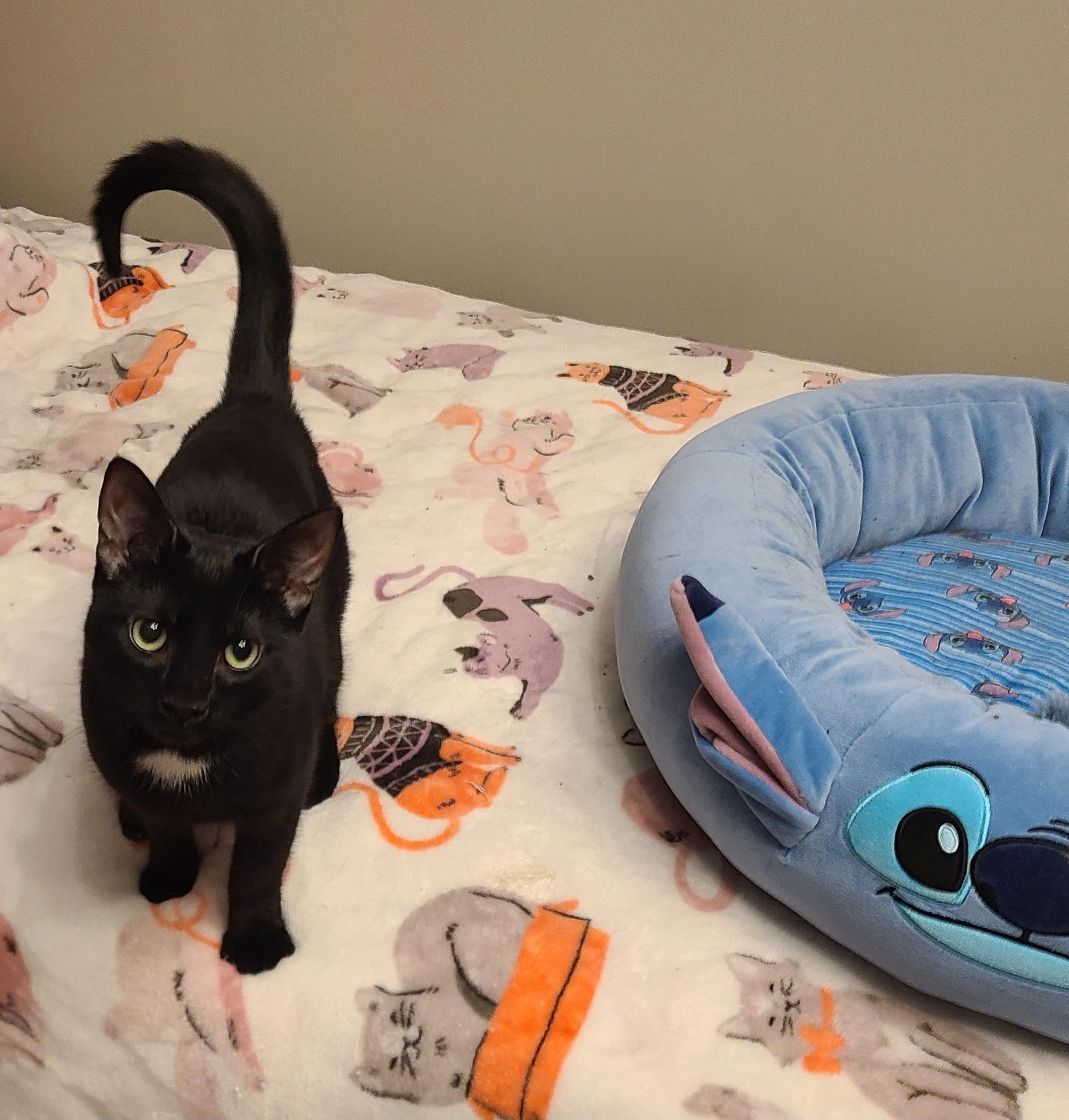 Enlarge Precious, a Adoptable Domestic Short Hair in Lewis Center, OH image 4/5