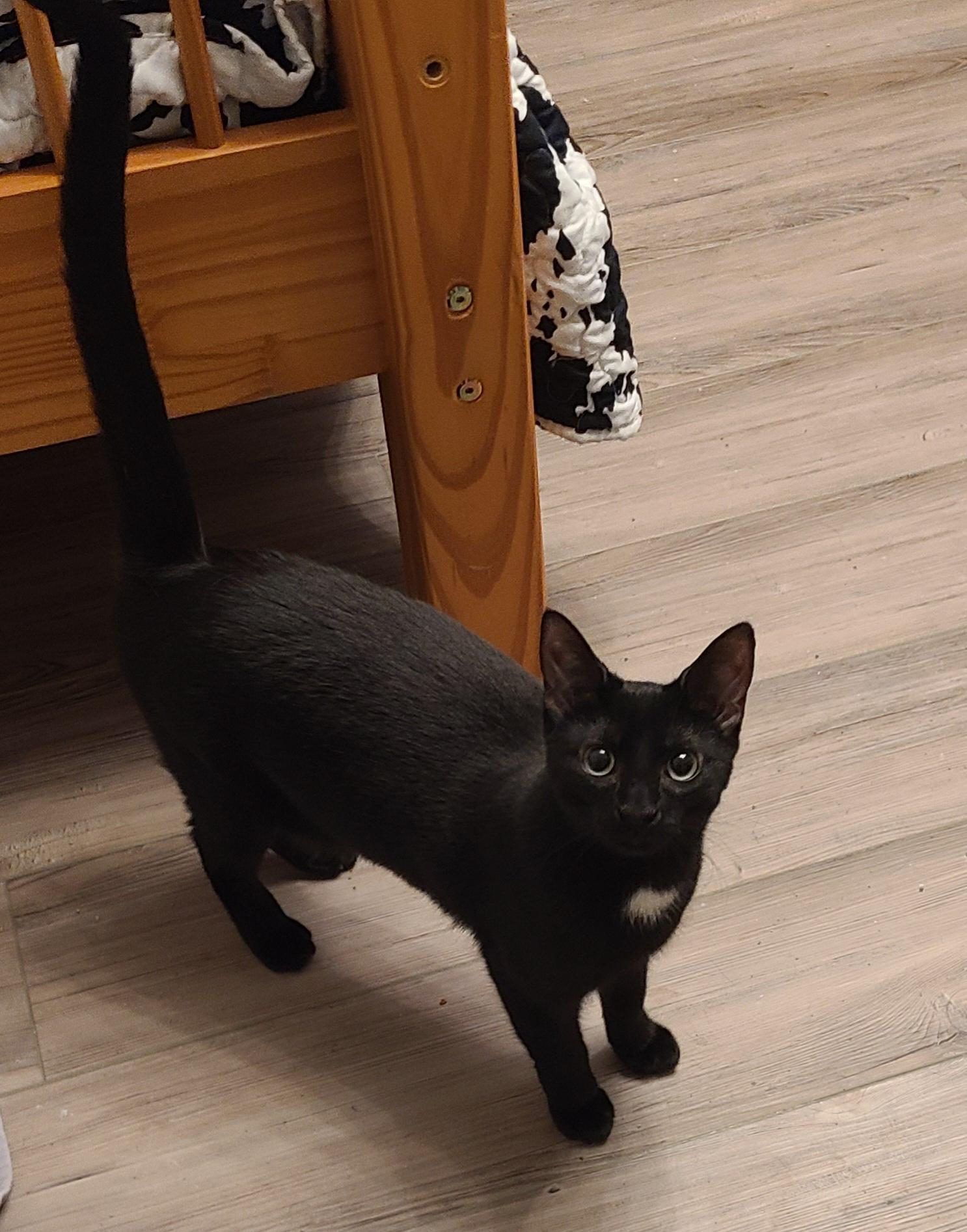 Enlarge Precious, a Adoptable Domestic Short Hair in Lewis Center, OH image 5/5