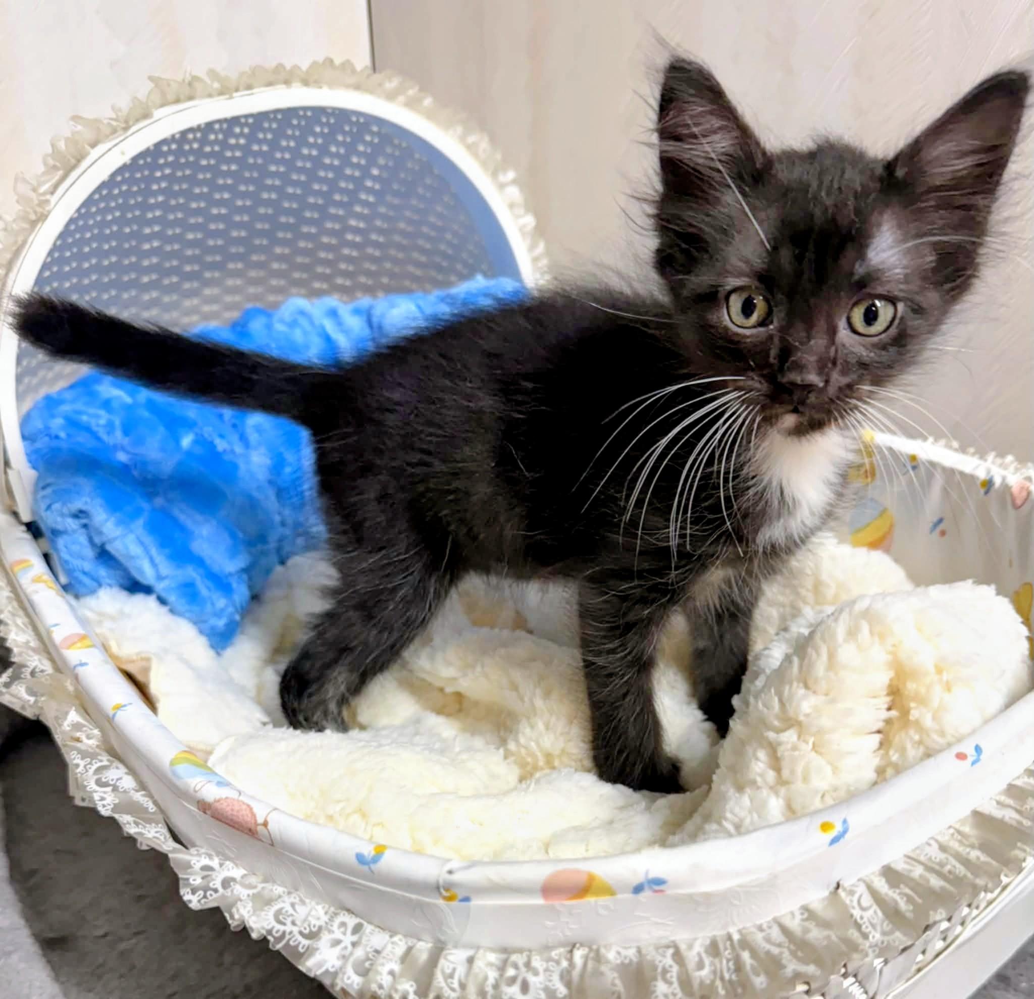 Nitro - Affectionate and playful kitten, a Adoptable Domestic Medium Hair in Hales Corners, WI image 3/3