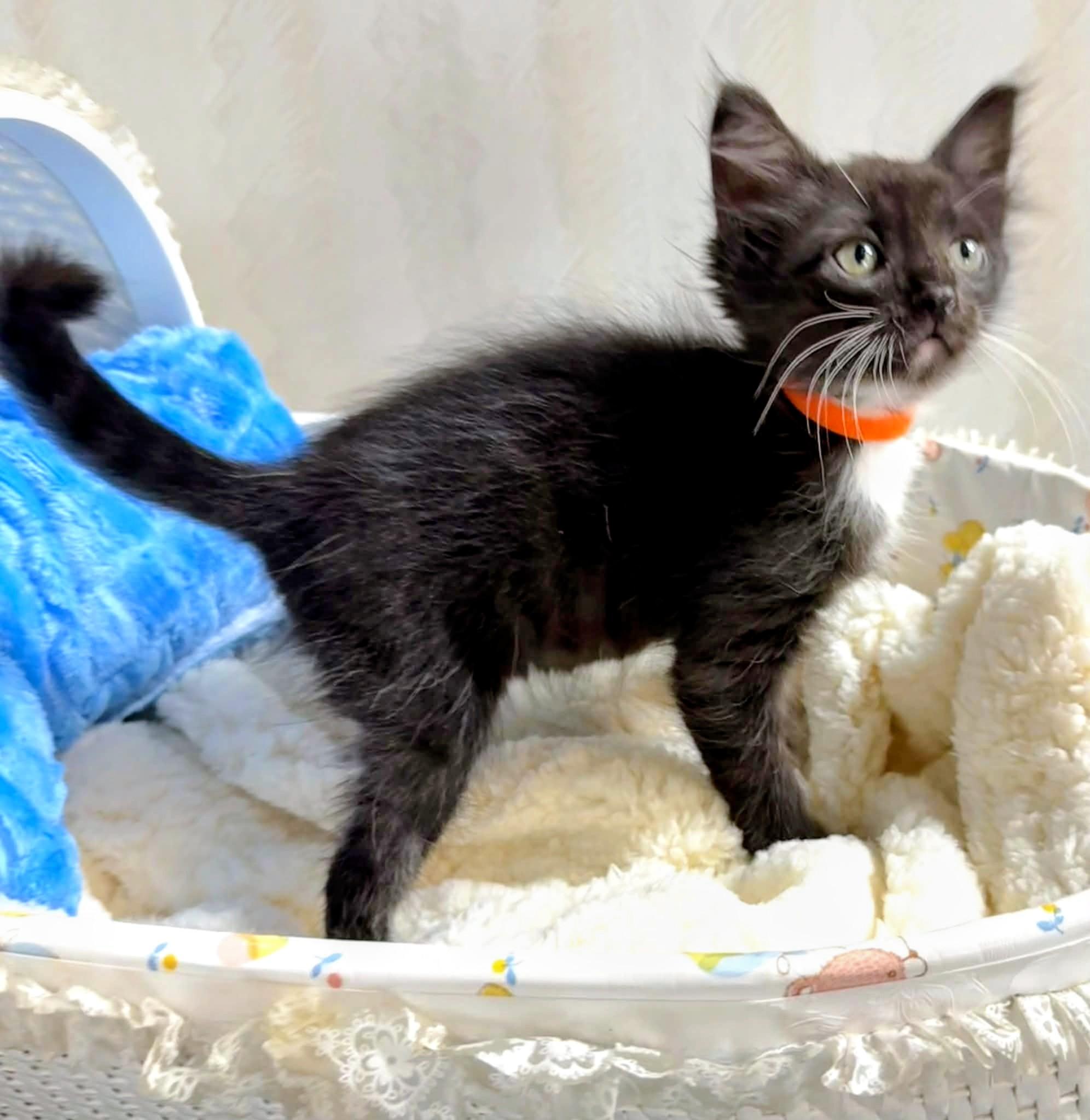 Nitro - Affectionate and playful kitten, Adoptable, Kitten Male Domestic Medium Hair.