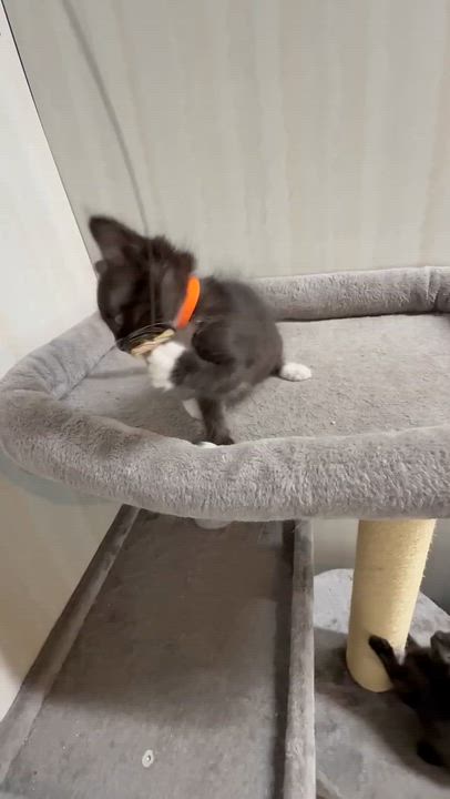 Enlarge Nitro - Affectionate and playful kitten, a Adoptable Domestic Medium Hair in Hales Corners, WI video 2/3