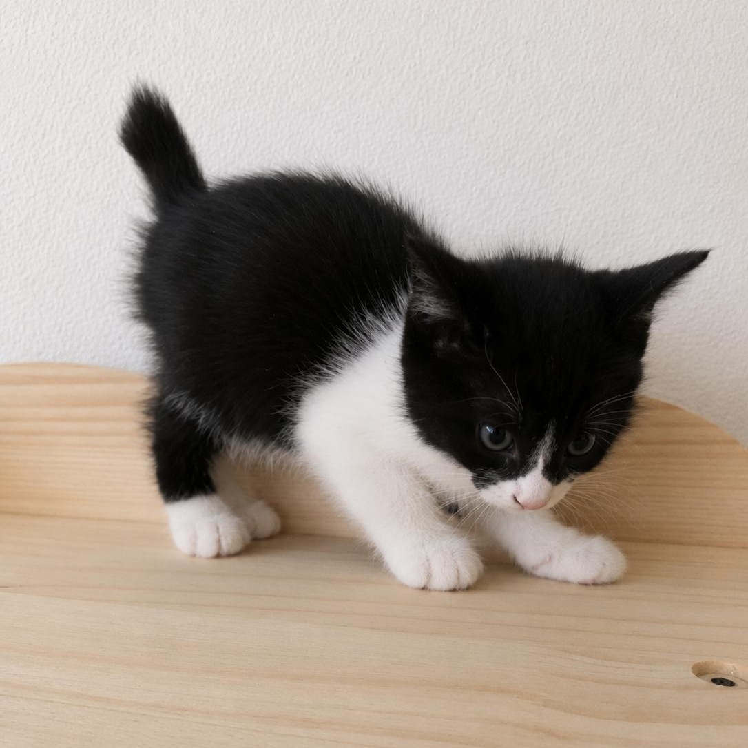 Matilda, adopted, Kitten Female Manx.