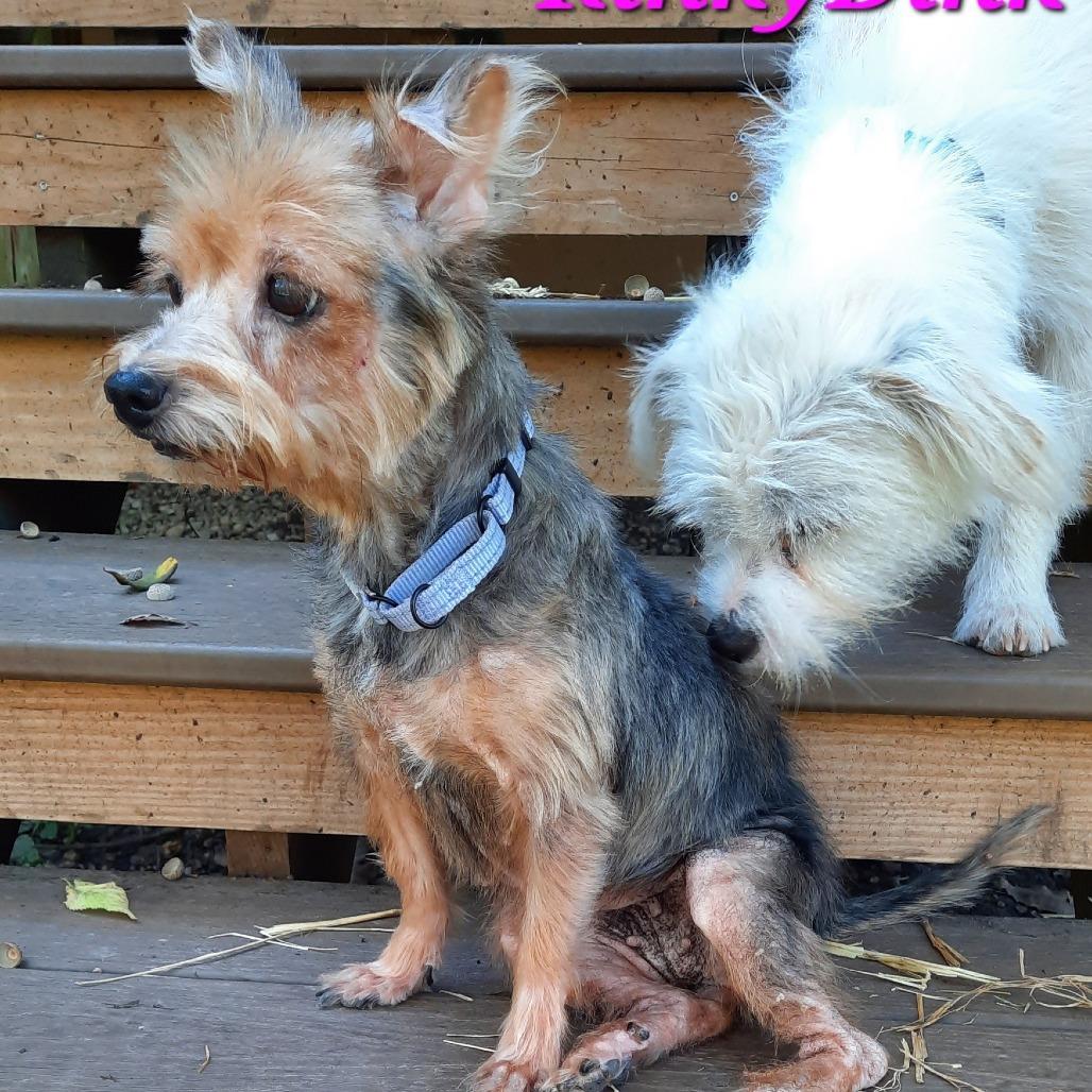 RinkyDink, a Adoptable Yorkshire Terrier in Olathe, KS image 1/6