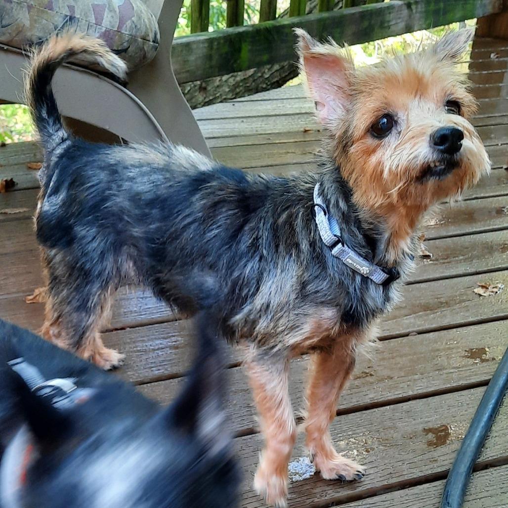 RinkyDink, a Adoptable Yorkshire Terrier in Olathe, KS image 2/6