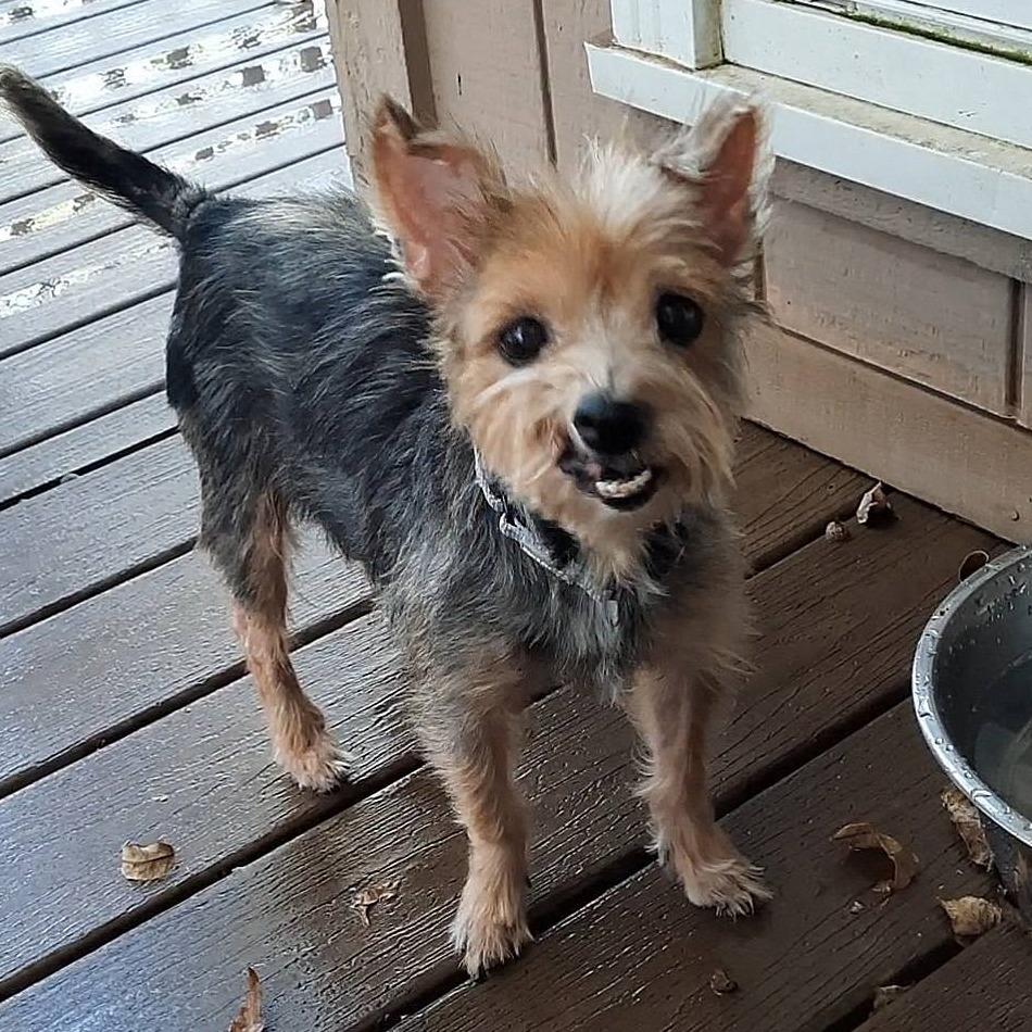 RinkyDink, a Adoptable Yorkshire Terrier in Olathe, KS image 3/6
