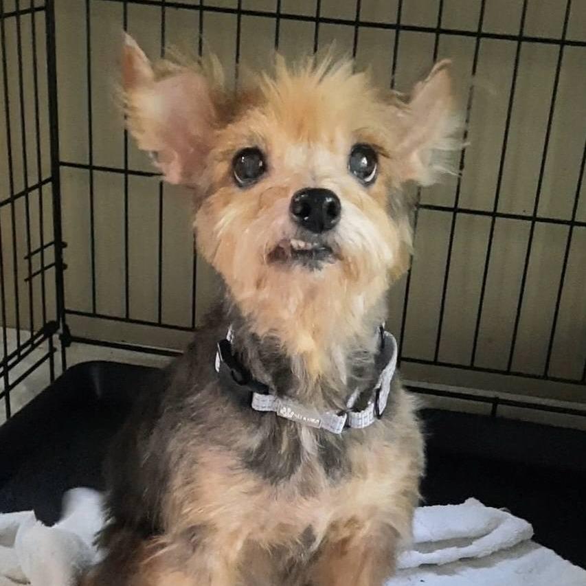 RinkyDink, a Adoptable Yorkshire Terrier in Olathe, KS image 4/6