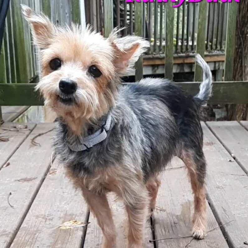 RinkyDink, a Adoptable Yorkshire Terrier in Olathe, KS image 5/6