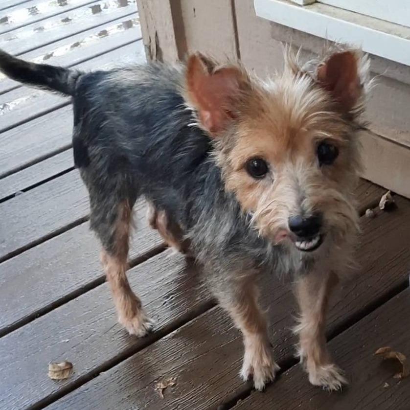 RinkyDink, a Adoptable Yorkshire Terrier in Olathe, KS image 6/6