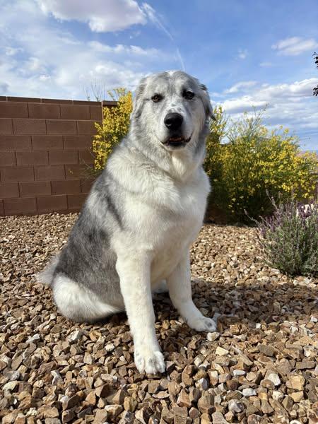 Peanut, a Adoptable Great Pyrenees in Bountiful, UT image 2/3