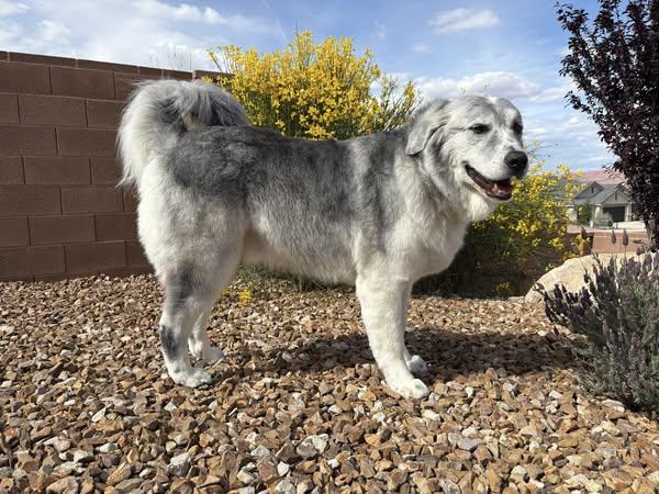 Peanut, a Adoptable Great Pyrenees in Bountiful, UT image 3/3