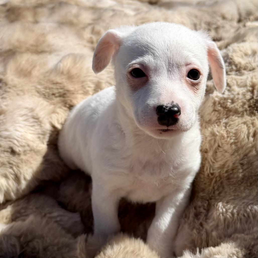 Enlarge Luna, a Adoptable Terrier in Sonoma, CA image 1/5