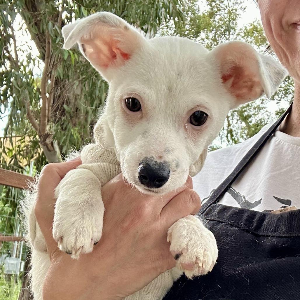 Enlarge Luna, a Adoptable Terrier in Sonoma, CA image 2/5