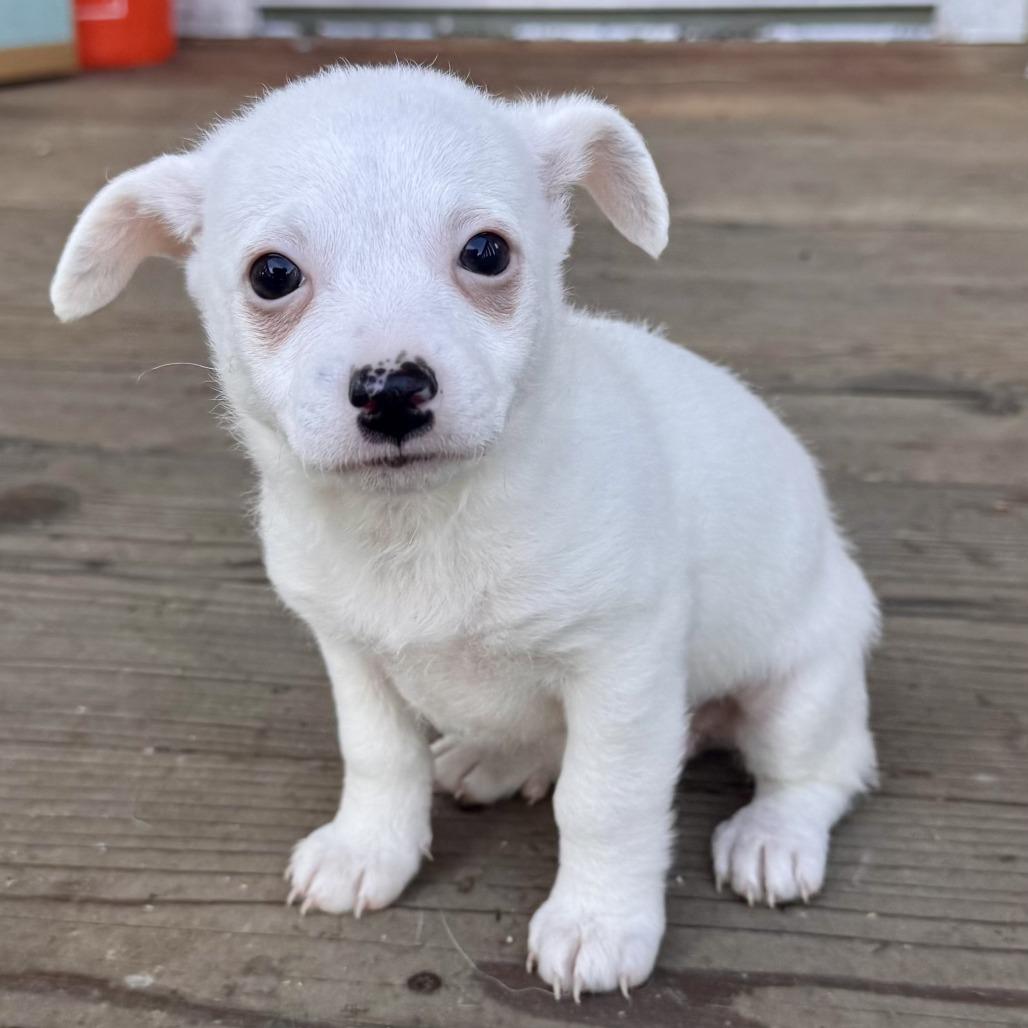 Enlarge Luna, a Adoptable Terrier in Sonoma, CA image 3/5