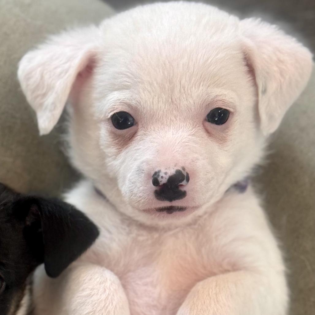 Enlarge Luna, a Adoptable Terrier in Sonoma, CA image 4/5