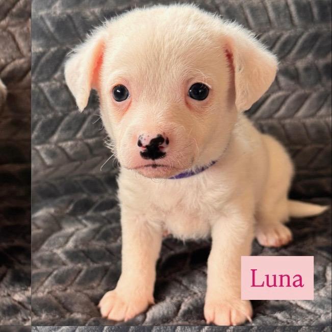 Enlarge Luna, a Adoptable Terrier in Sonoma, CA image 5/5