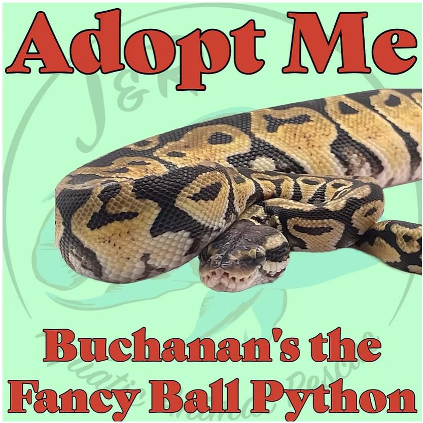 Buchanan’s the Fancy Ball Python, Adoptable, Young Unknown Ball Python.