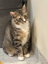 Thundr, Adult Female Manx