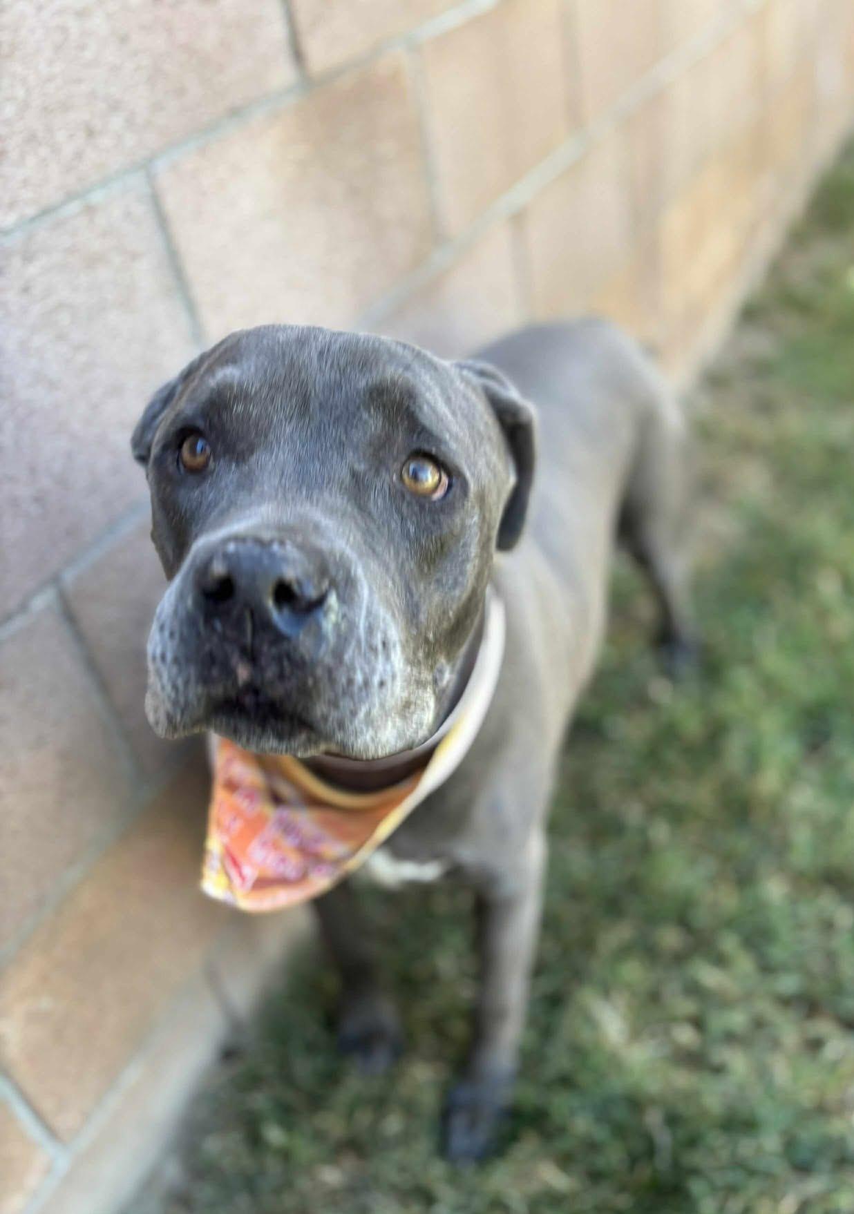 Enlarge King , a ADOPTABLE Pit Bull Terrier in Oakland, CA image 5/6