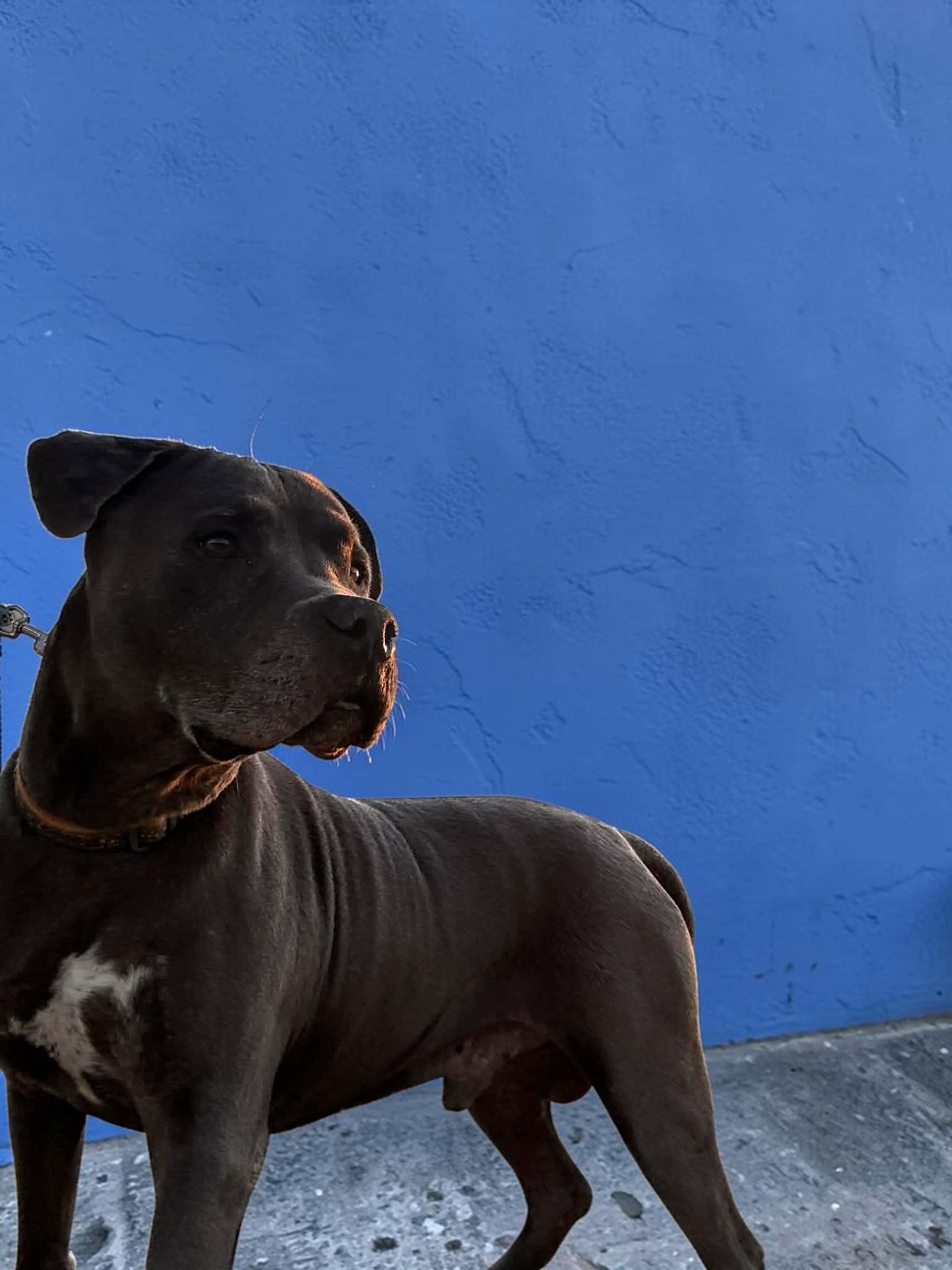 Enlarge King , a ADOPTABLE Pit Bull Terrier in Oakland, CA image 2/6