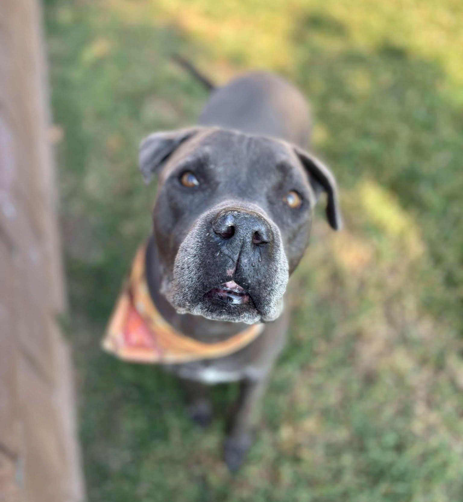 King , ADOPTABLE, Senior Male Pit Bull Terrier.
