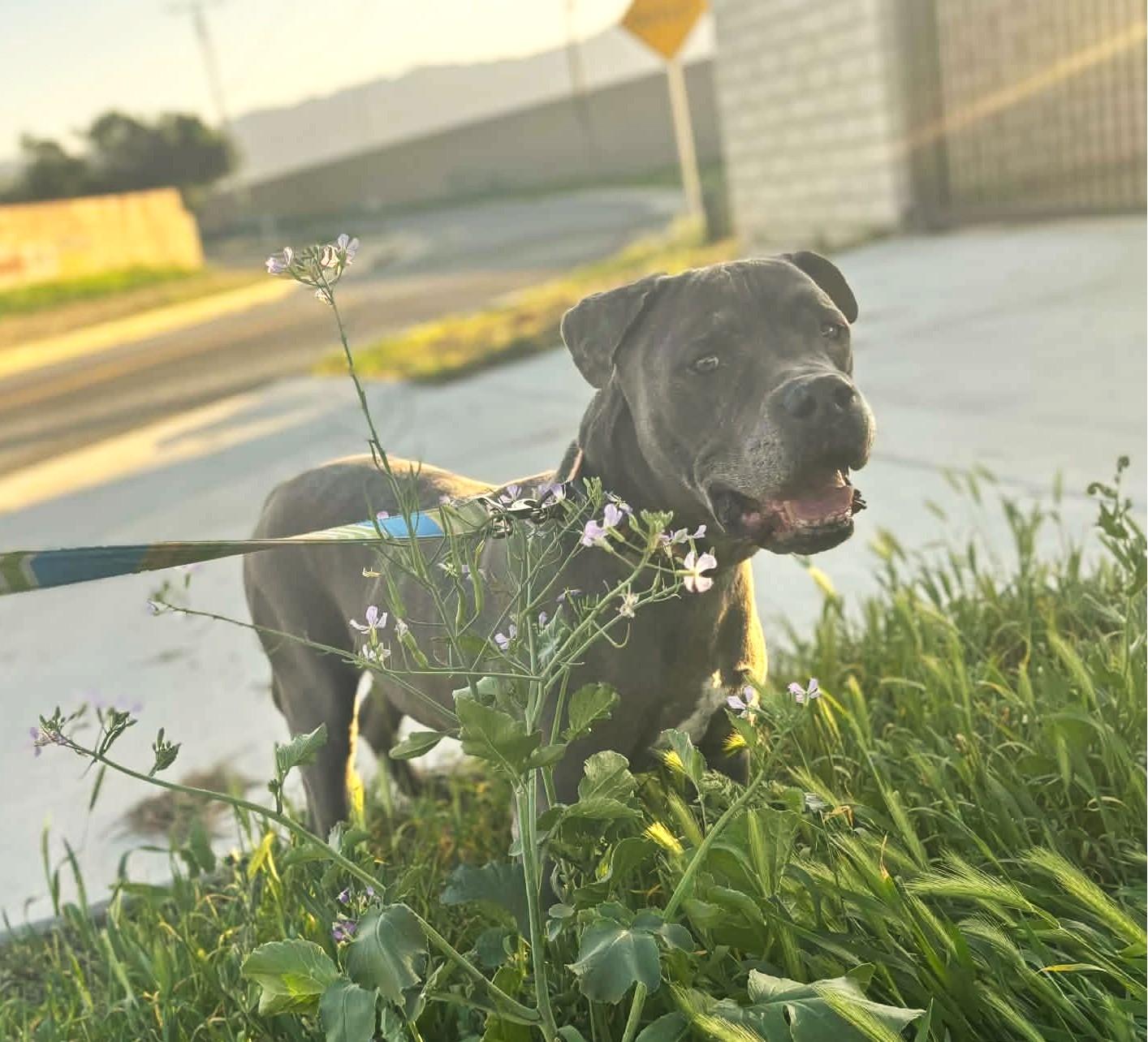 Enlarge King , a ADOPTABLE Pit Bull Terrier in Oakland, CA image 4/6