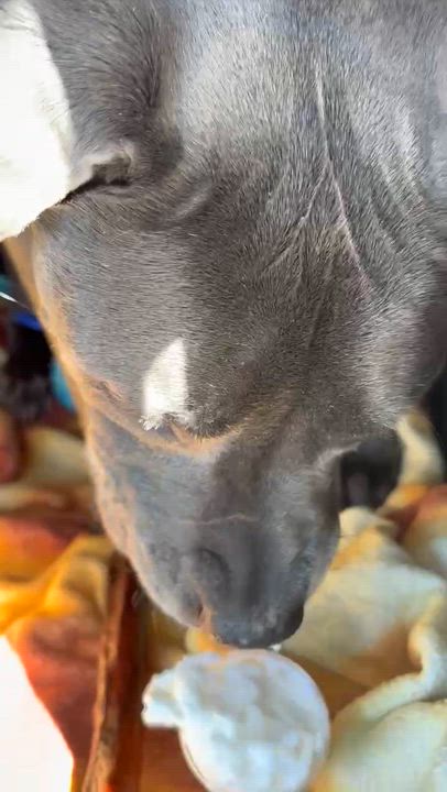 Enlarge King , a ADOPTABLE Pit Bull Terrier in Oakland, CA video 3/6