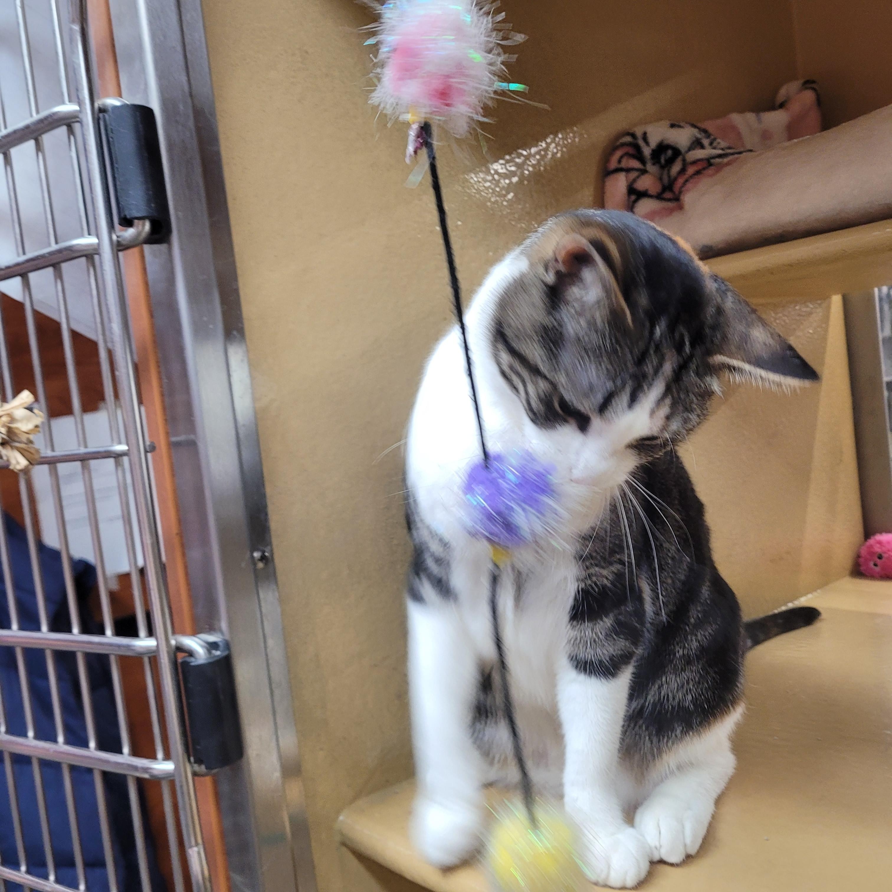Enlarge Michelina , a ADOPTABLE Domestic Short Hair in Pelham Manor , NY image 1/6